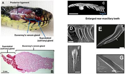 Venoms of Rear-Fanged Snakes: New Proteins and Novel Activities